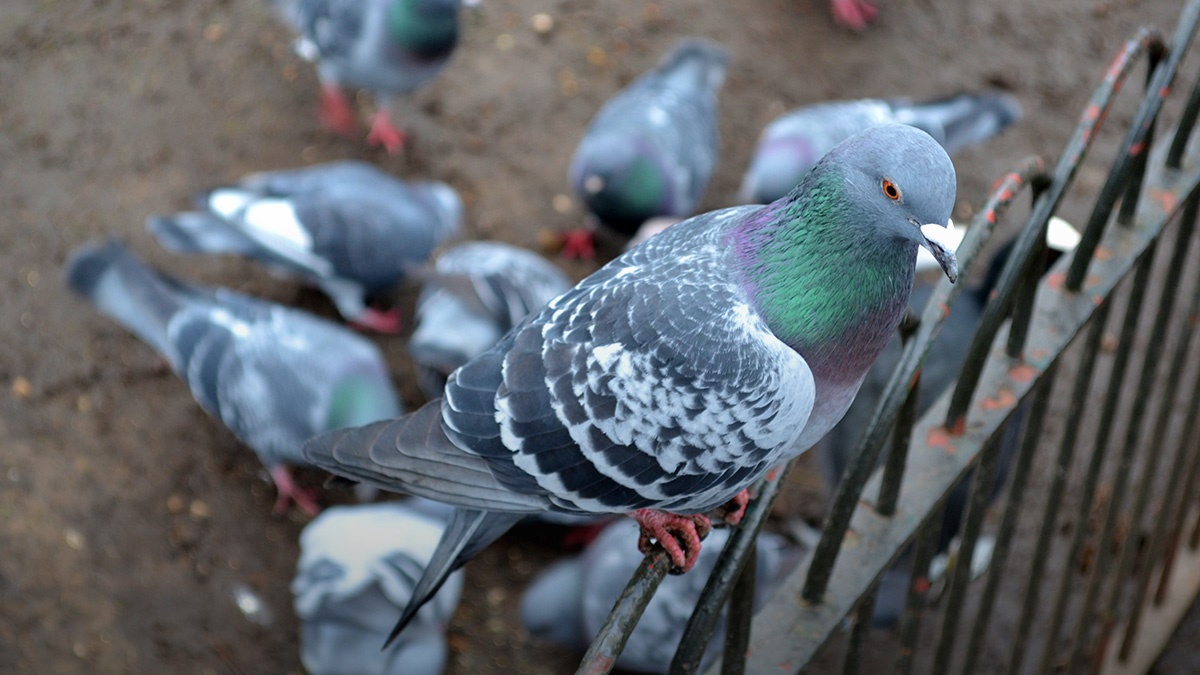 BPCA Certificate in Bird Management 